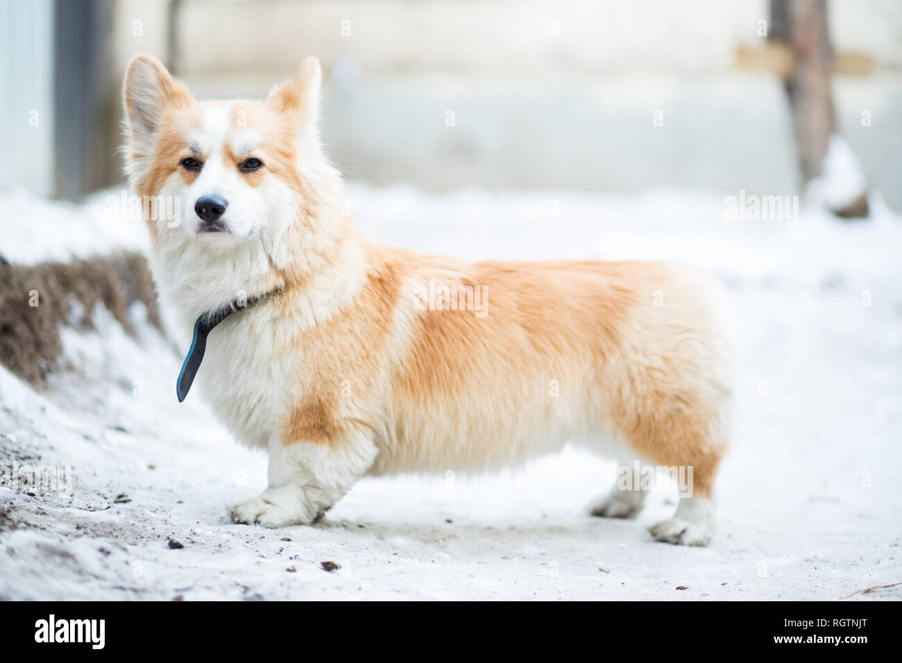 Dog of Corgi breed of red color stands on snow Stock Photo - Alamy