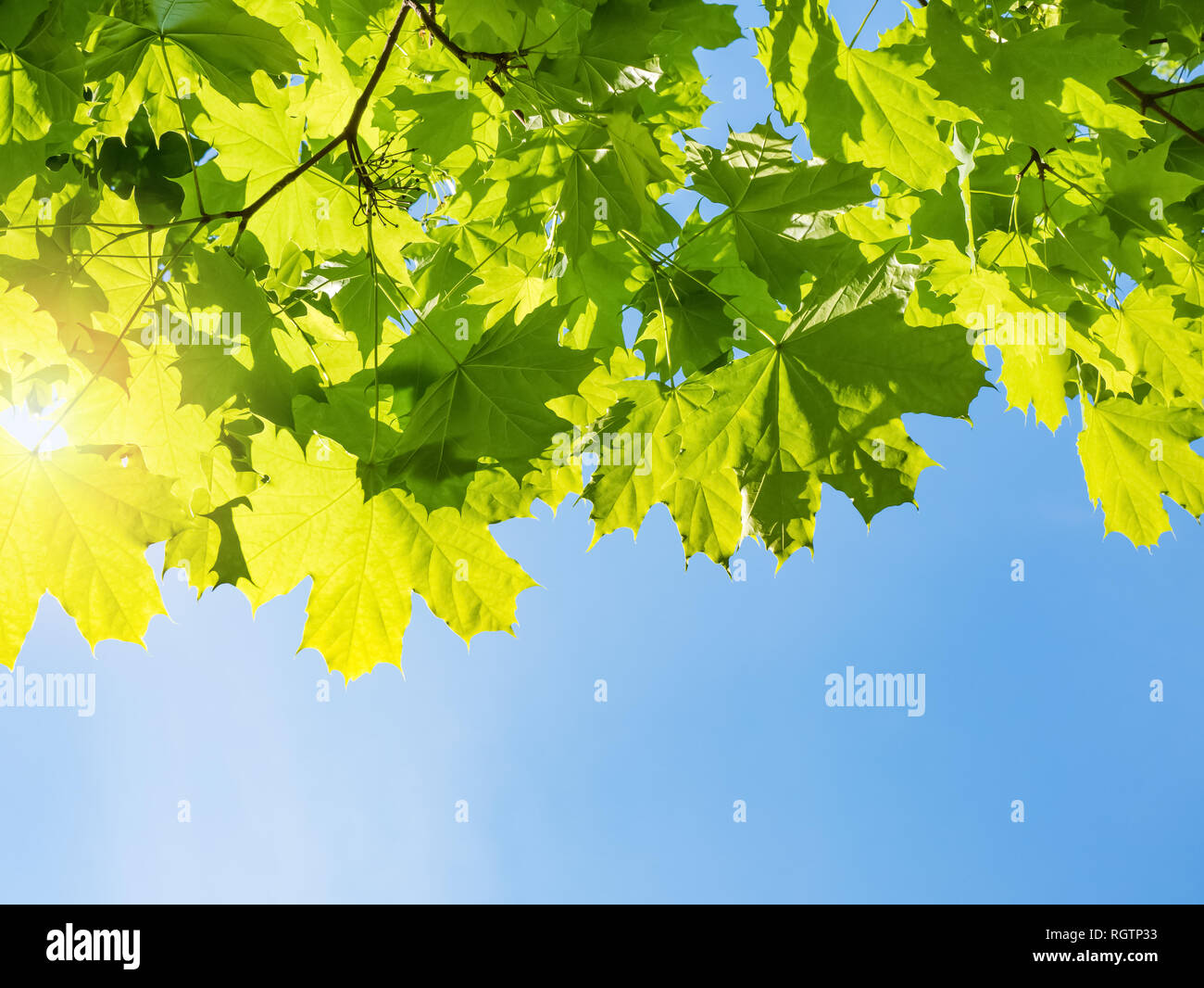 Nature background with green leaves of maple on blue sky Stock Photo ...