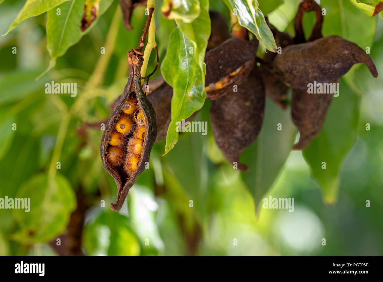 Seed pods from the Kurrajong or Bottle tree (Brachychiton populneus) Stock Photo