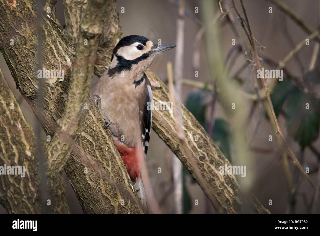 Great Spotted Woodpecker resting on branch Stock Photo