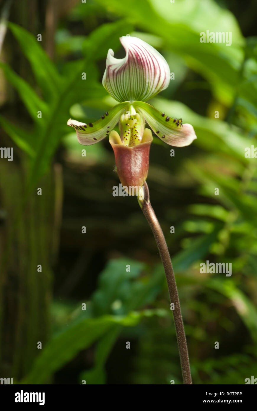 Paphiopedilum callosum found in evergreen forest Stock Photo