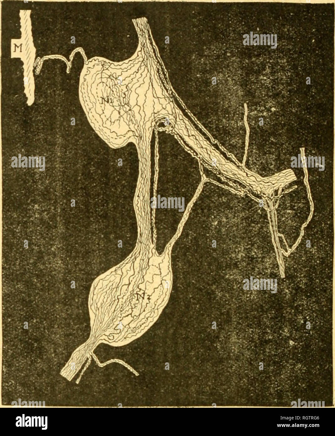 frange effilée dégradée