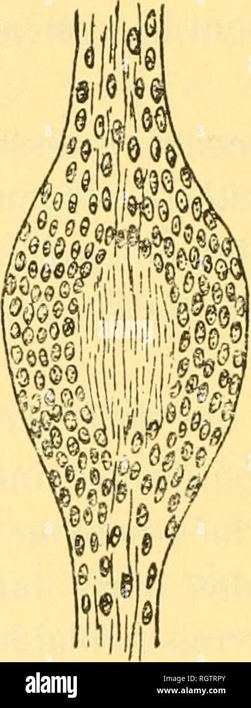 Gan Ne High Resolution Stock Photography And Images Alamy