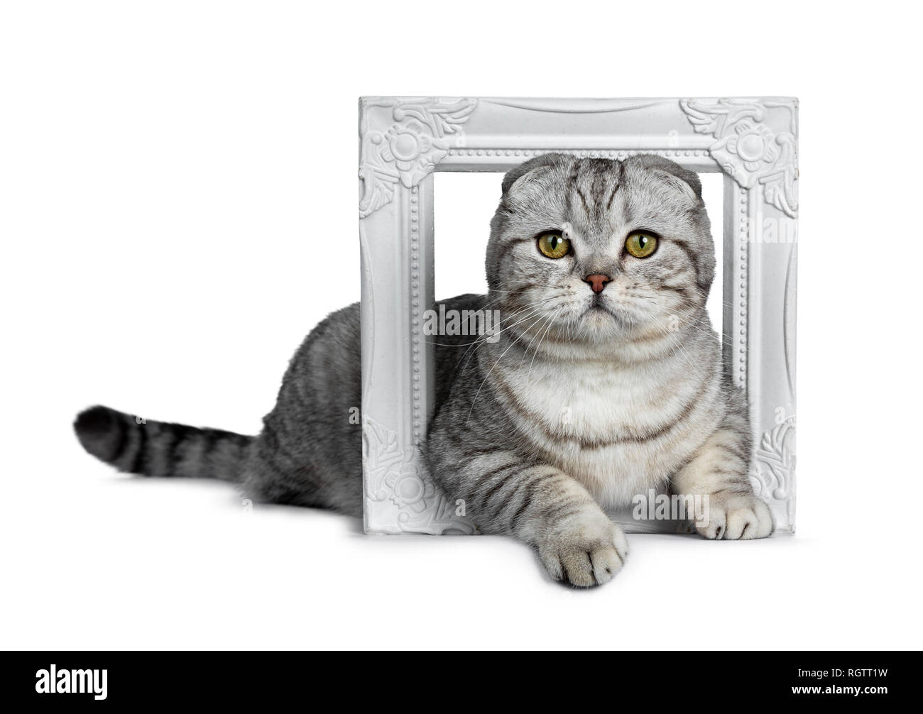 Handsome young silver tabby Scottish Fold cat kitten laying side ways through a white photo frame looking at camera with yellow eyes. Stock Photo