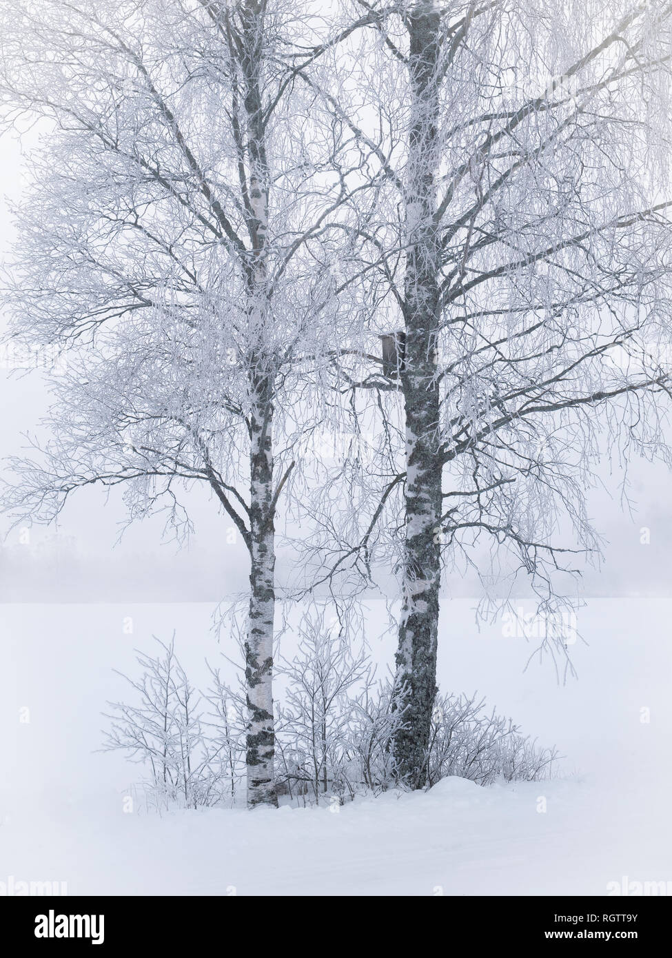 Misty landscape with trees and fog at winter morning in Finland Stock Photo