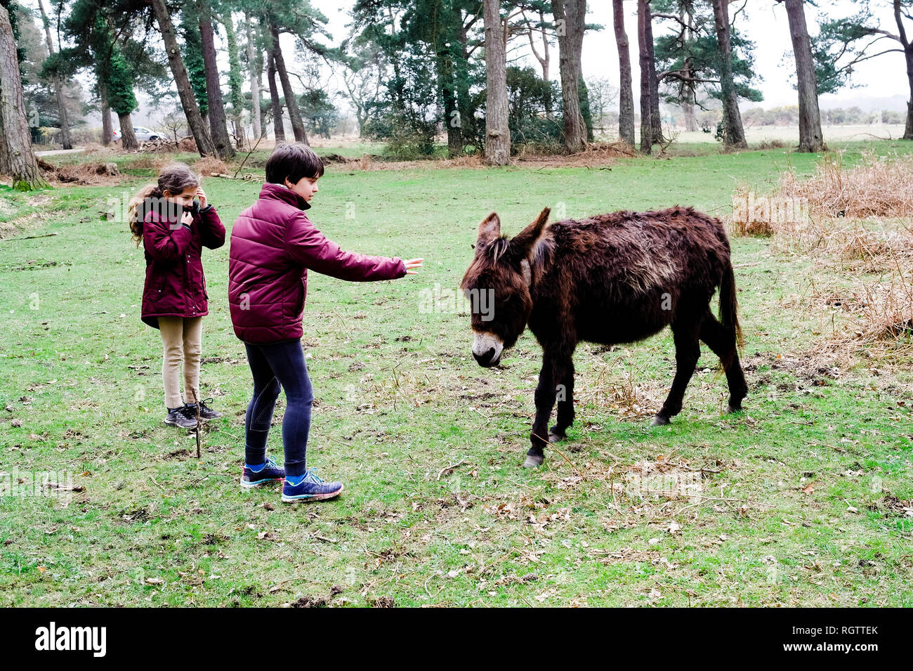 Children meeting a donkey roaming freely in the New Forest. Hampshire, England UK. Stock Photo