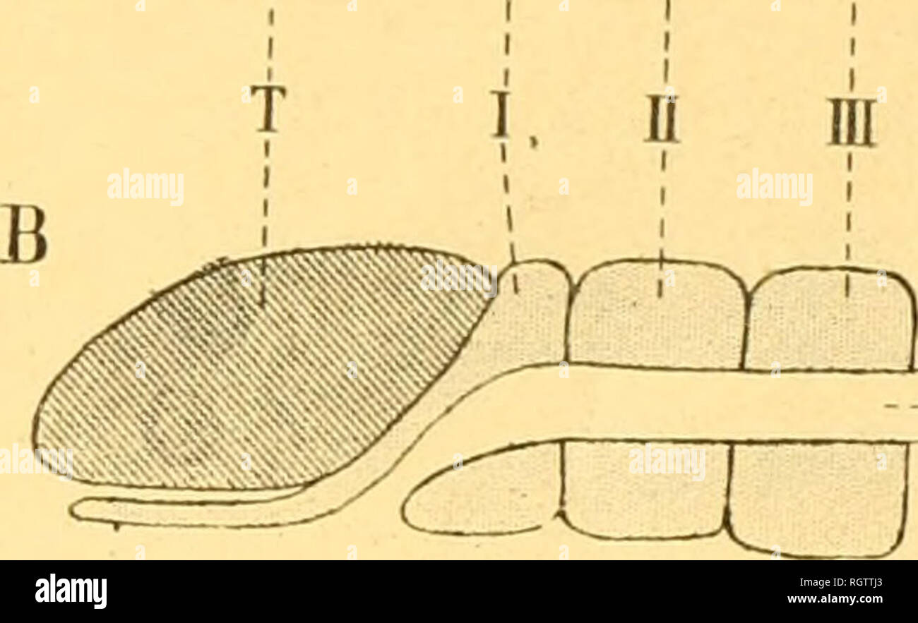 . Bulletin biologique de la France et de la Belgique. Biology; Natural history. APHRODITIENS. 59 diA^sÃ© en deux demi-anneaux, l'un supÃ©rieur, l'aulre infÃ©rieur; chez les Aphroditiens, la partie infÃ©rieure du premier segment n'a subi aucune modification importante ; sa partie supÃ©rieure a Ã©tÃ©, au contraire, modifiÃ©e comme l'indique la figure 16 B; le dÃ©veloppement de la tÃ¨te vers l'arriÃ¨re ne lui laissant plus sur la face dorsale une place suffisante, le premier segment a formÃ©, immÃ©diatement au-dessous de la tÃ©lÃ© un processus linguiforme qui. lorsqu'on regarde l'animal ni^. T.d. Stock Photo