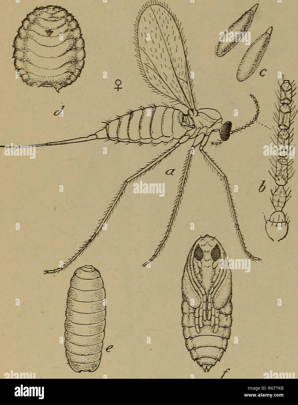Forage For Insects . Bulletin. Insects; Insect pests; Entomology; Insects; Insect pests ...