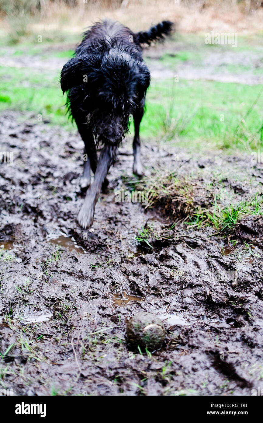 Dog fetching tennis ball on muddy walk Stock Photo Alamy