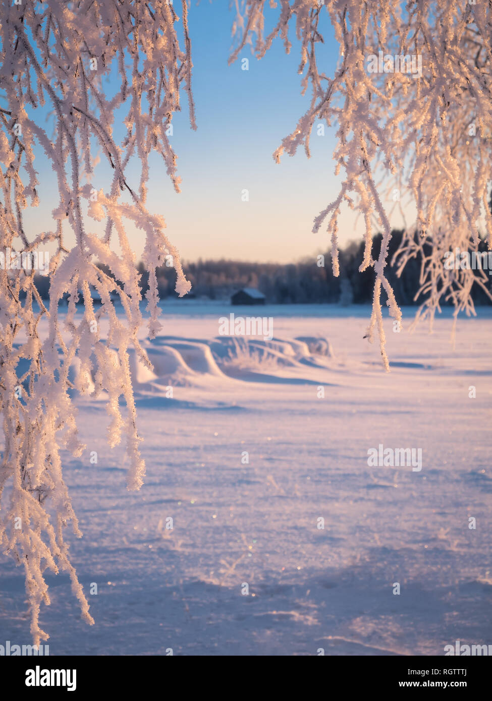 Close up from frosty tree branches with morning light at winter in Finland Stock Photo