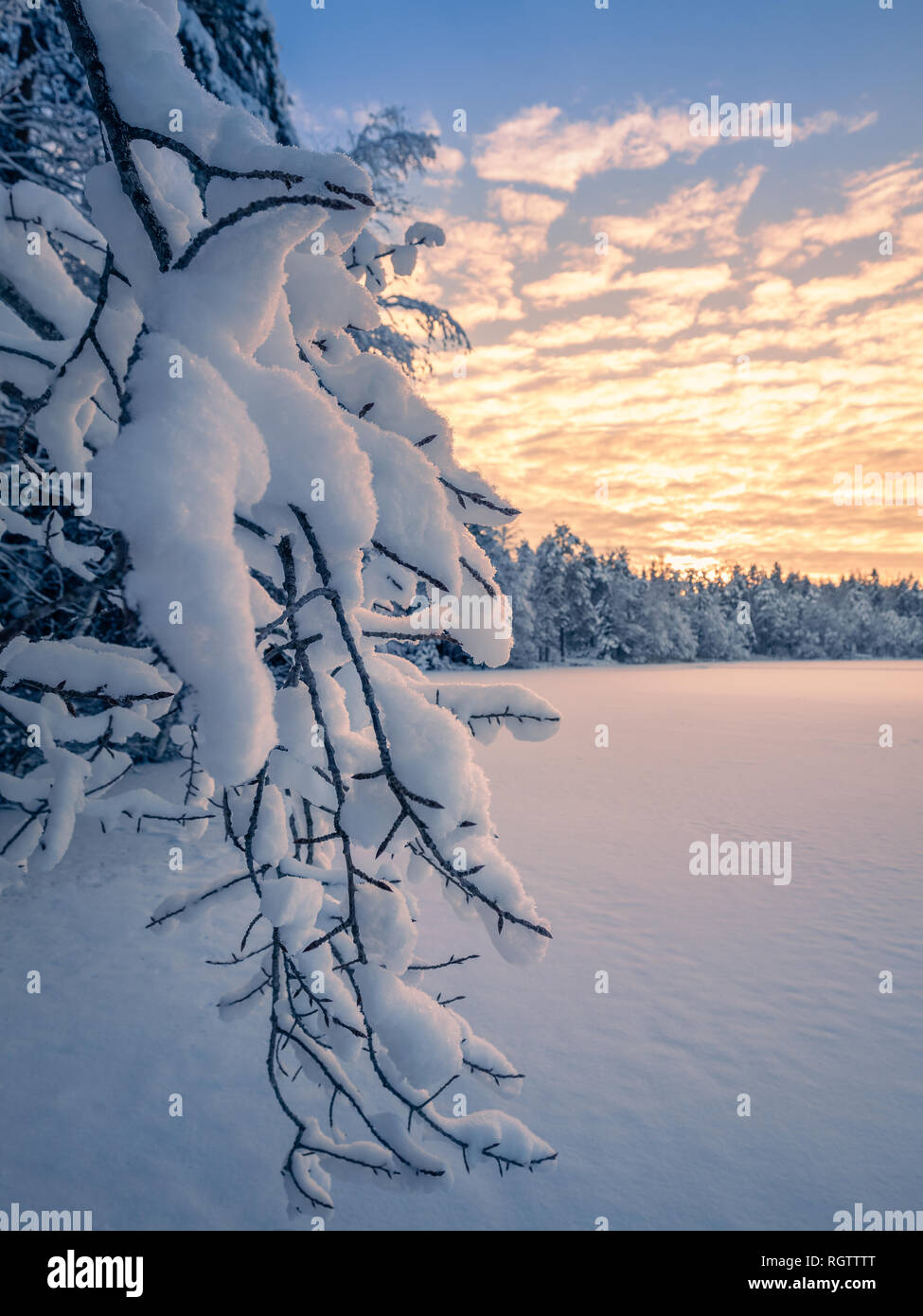 Close up from snow covered branches with sunrise and morning light at winter in Finland Stock Photo