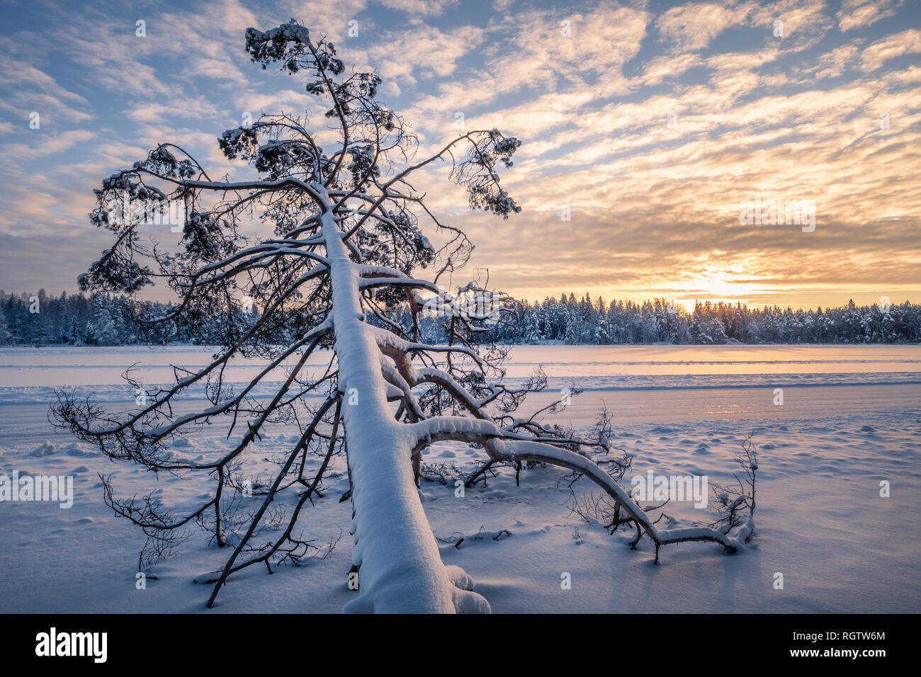 Scenic winter landscape with fallen tree and sunrise at morning time in Finland Stock Photo