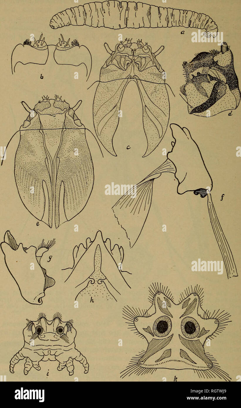 . Bulletin. Insects; Insect pests; Entomology; Insects; Insect pests; Entomology. 124 PAPERS ON CEREAL AND FORAGE INSECTS. approximate each other, owing to 2 posteriorly directed, narrow lobes, leaving between them a narrow, dorsal, median, semitransparent area which widens an-. Fig. 63.—The smoky crane-fly : a&gt; Larva, left side ; &amp;, clypeo-labral part of head, dorsal aspect; c, ventral aspect of head, showing also position of front edge of prothorax; d, maxilla ; e, dorsal view of head ; /, left mandible and its muscle apodemes, ventral aspect; g, left mandible, dorsal aspect; h, menta Stock Photo