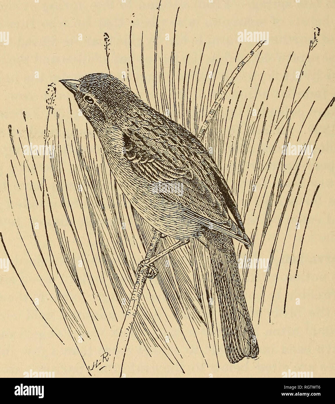 Troublesome farmhouse essay picture