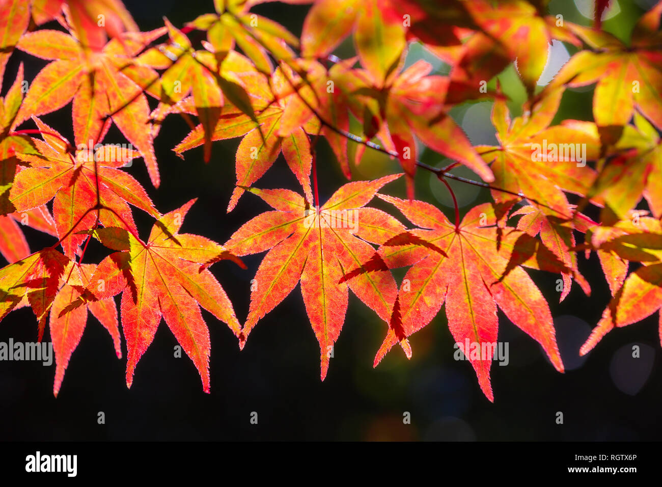 Colorful Japanese Maple Acer Palmatum Leaves During Momiji Season At Kinkakuji Garden Kyoto Japan Stock Photo Alamy Colorful Japanese Maple Acer Palmatum Leaves During Momiji Season At Kinkakuji Garden Kyoto Japan Stock Photo Alamy