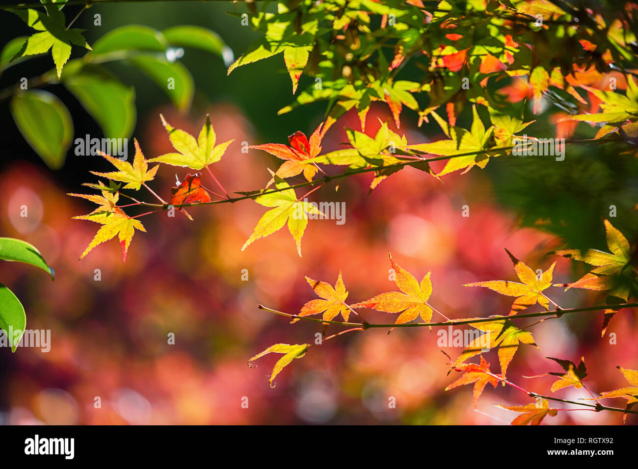 Acer palmatum momiji hi-res stock photography and images - Alamy