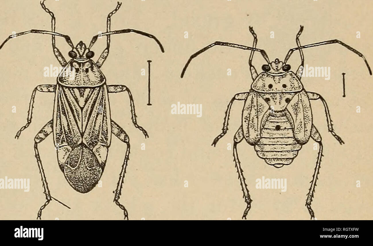 Bulletin - Biological Survey. Zoology, Economic. MISCELLANEOUS ANIMAL FOOD.  27. Fig. 9.—Tarnished plant bug (Lygus pratensis). (From Chittenden, Bureau  of Entomology.) Among other insects, ants and wasps taken together are but