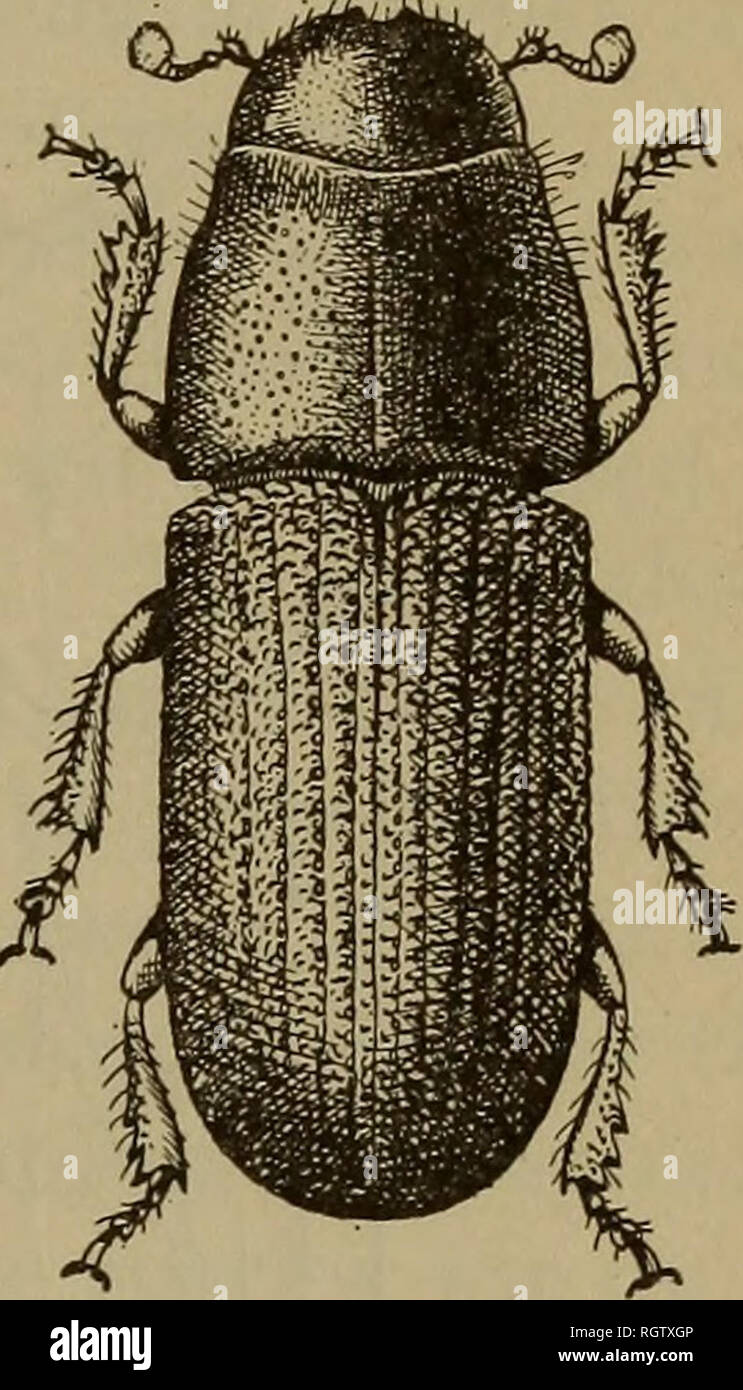 Bulletin. Insects; Insect pests; Entomology; Insects; Insect pests;  Entomology. THE GENUS DENDROCTONUS. 49 BASIS OF INFORMATION. The preceding  information on the western pine beetle is based on investigations by the  writer, image size:743x1390