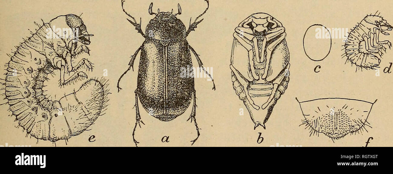 . Bulletin Biological Survey. Zoology, Economic. Fig. 3.—Predaceous