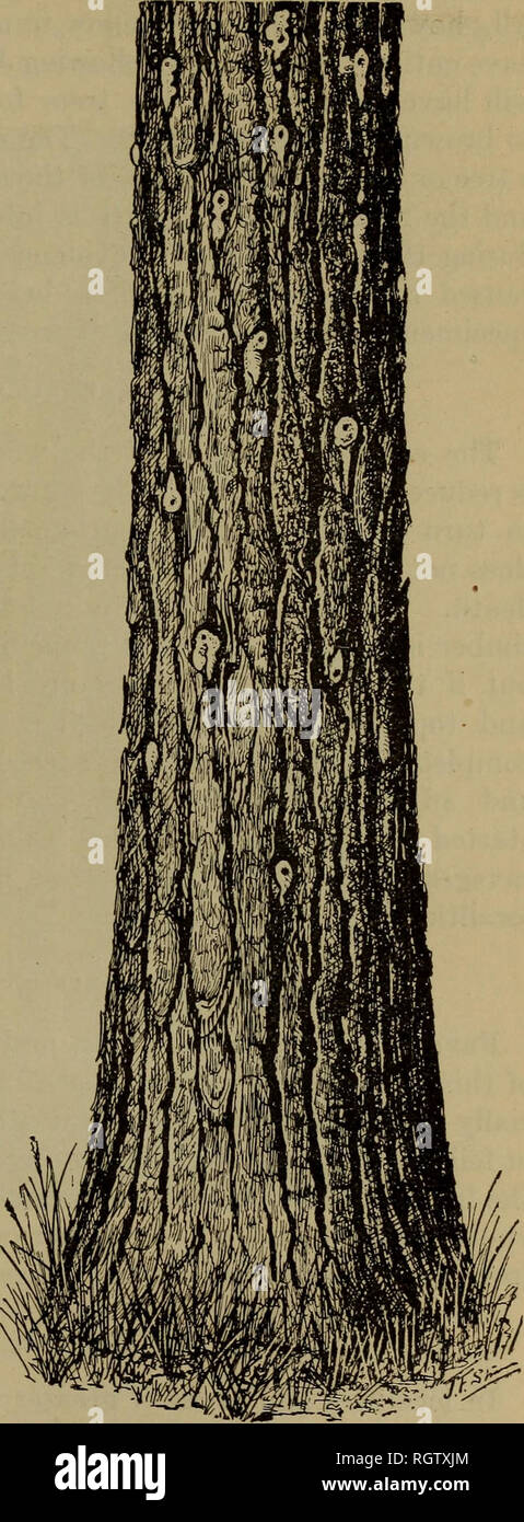 . Bulletin. Insects; Insect pests; Entomology; Insects; Insect pests; Entomology. THE GENUS DENDROCTONUS. 45 out into the outer corky bark to pupate and transform to adults. After the adults are fully matured, and the proper time has come for them to emerge, they bore out of the bark (fig. 8) and fly to other trees, there to start a new at- tack. While very few observa- tions have been made on the habits of flight, it is probable that the beetles swarm during the evening and at night. ECONOMIC FEATURES. While it appears that this species prefers to attack weak- ened and felled trees, or isolat Stock Photo