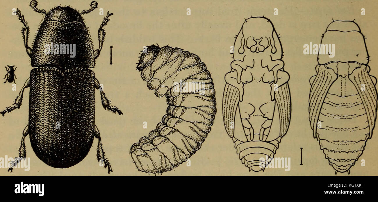 . Bulletin. Insects; Insect pests; Entomology; Insects; Insect pests; Entomology. 42 THE SCOLYTID BEETLES. No. 1. THE WESTERN PINE BEETLE. {Dendroctonus brevicomis Lee. Figs. 6-1L) The western pine beetle is a rather stout, brownish, cylindrical bark- beetle, from 3 to 5 mm. in length, with head broad and grooved, pronotum punctured and but slightly narrowed toward the head, and elytra with fine rugosities, but entirely without long hairs. (See fig. 6.) It attacks healthy, injured, and felled western yellow pine and sugar pine, and is destructive to living timber in the moun- tains of Californ Stock Photo