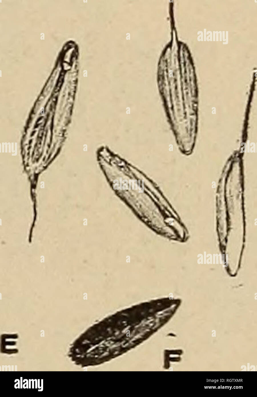 . Bulletin - Biological Survey. Zoology, Economic. Fig. 10.—Seed of chess {Bromus secalinus). (From Bull. 47, Nevada Agricultural Ex- periment Station.) (Ceanothus sp.), and black wattle (Callicoma serratifolia). In the mountains of Lower California the food supply determines the breed- ing time of birds. If there is not enough rain for a good supply of seeds the coveys of quail do not break up into nesting pairs but remain in coveys throughout the summer. If the season is wet and the winter rains promise abundant food the birds mate in March and begin nest- ing immediately.0 Food of the Young Stock Photo