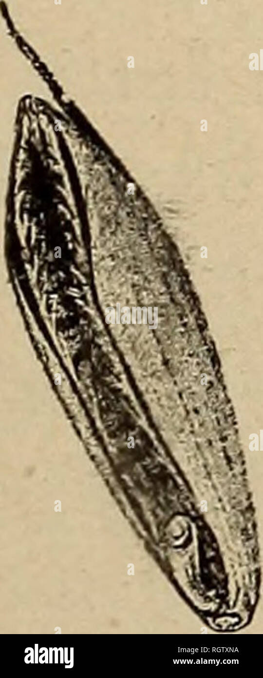. Bulletin - Biological Survey. Zoology, Economic. FOOD HABITS. 55 secalinus (fig. 10) and Bromus hordeaceus), a serious grain pest, are relished, and hundreds of the grain-like seeds of the grass known as ' poison darnel' (Lolium temulentum) appear in crops examined. Macoun, quoting Spreadborough, states that in British Columbia, where it winters successfully, the quail finds shelter in severe weather under the broom (Cytisus scoparius), which in places grows abun- dantly and yields seed for subsistence^ The quail feeds also at times on mast. A. K. Fisher, in the western foothills of the Sier Stock Photo