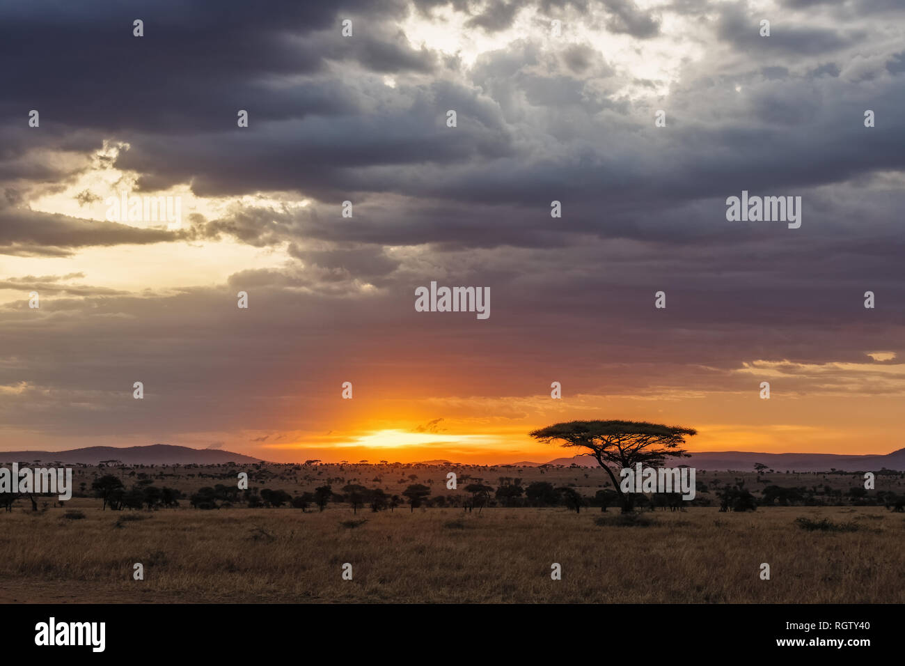 The Serengeti is one of the most popular nature reserves in the world and is also a UNESCO World Heritage Site. It is home to a variety of animals. Stock Photo