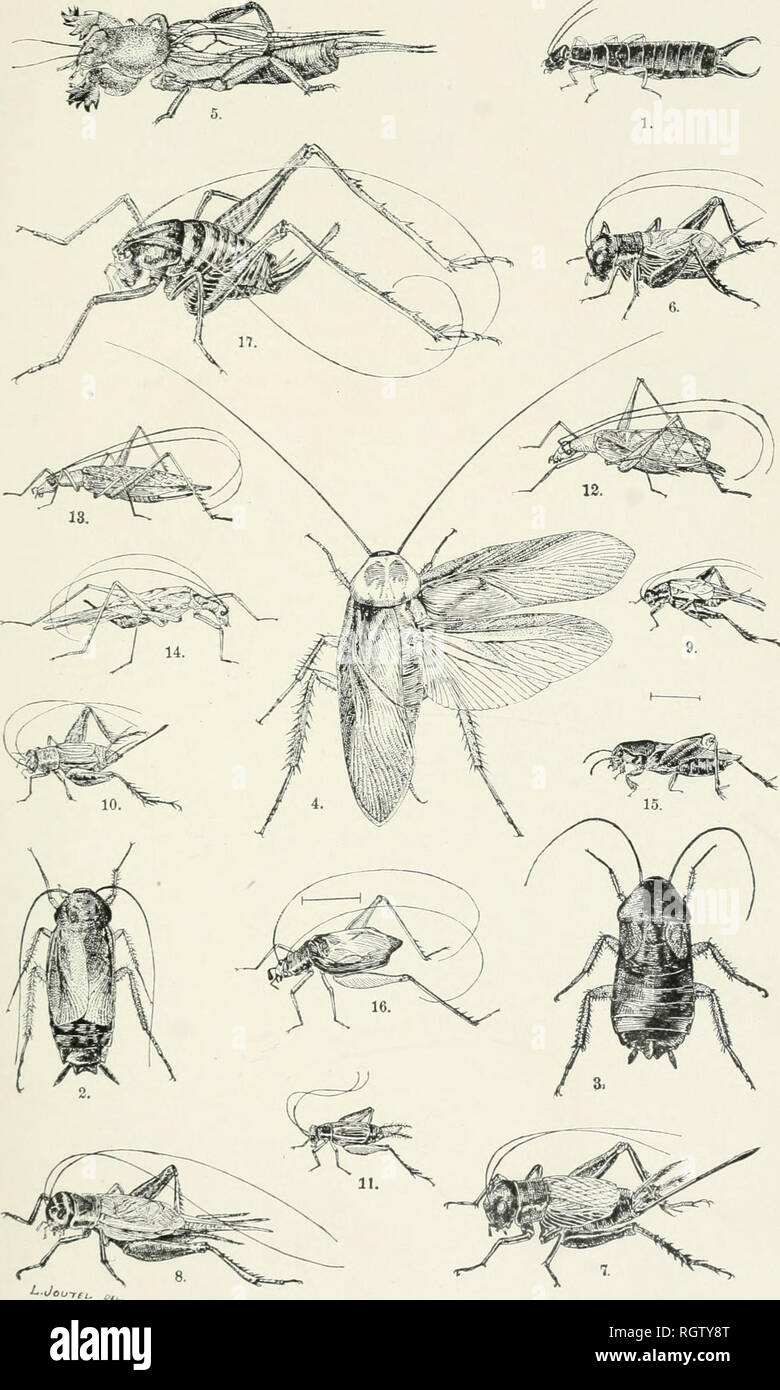 . Bulletin - American Museum of Natural History. Natural history; Science. Bulletin A. M. N. H. Vol. VI., Plate V.. i. Anisolabis maritima. 2. Stylopyga urientalis. 3 4. Periplaneta americana. 5. (irvllotalpa Columbia. 6. Gryllus pennsylvanicus. Gryllus pennsylvanicus &quot; domesticus. Nemobius fasciatus. &quot; vittatus. &quot; affinis. OEcanthus niveus. 13. CEcanthus niveus. 14. Xabea bipunctata 15. Tridactylus terminalis. 16. Phylloscirtus pulchellus. 17. Ceuthophilus grandis.. Please note that these images are extracted from scanned page images that may have been digitally enhanced for re Stock Photo