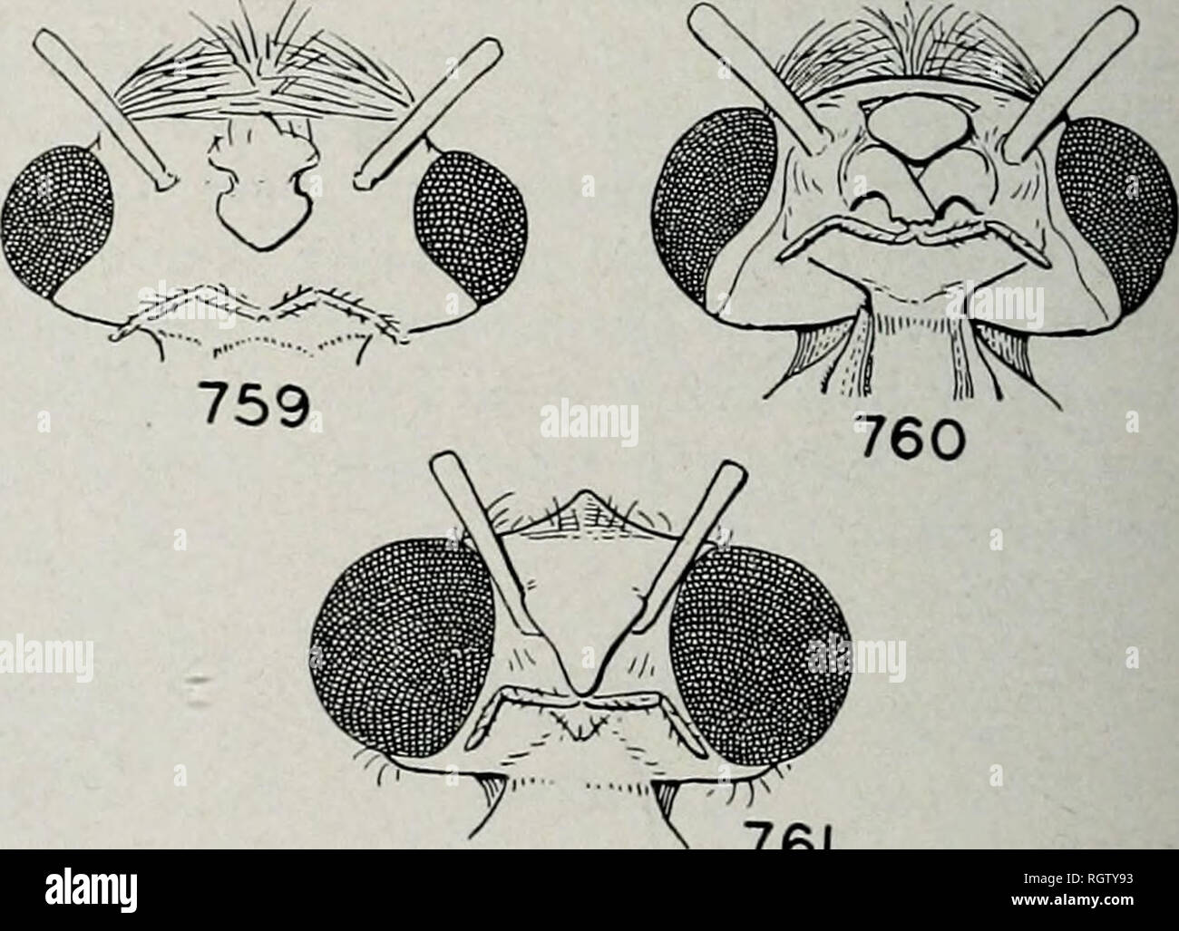 . Bulletin. Natural history; Natural history. Fig. 756.—Leptocella pavida, wing pattern. Claspers with basal portion produced into a wide flap, fig. 752 5 4. Wings with transverse yellowish bars in the membrane, fig. 755 exquisita, p. 217 Wings without transverse yellowish bars in the membrane, fig. 757. . Candida, p. 217 5. Ventral aspect of head with eye width equal to distance between eyes, fig. 761 spiloma, p. 219 Ventral aspect of head with eye width less than distance between eyes, figs. 759,760 6 6. Wings in repose forming a distinct dorsal pattern of V-marks, as in fig. 754 diarina, p. Stock Photo