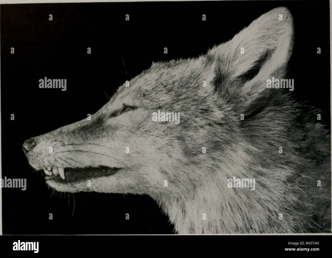Bulletin Natural History Natural History 532 Im Ixois Natural History Slrvhy Bli Letin I Ol 22 Art 7 About Dec I B A Quot Wolf Quot And Fox Much May Be Concluded From Them That Hunt