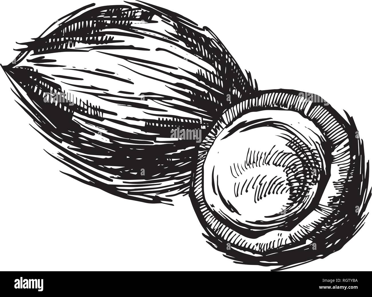 Vector coconut hand drawn sketch with palm leaf. Sketch tropical food ...
