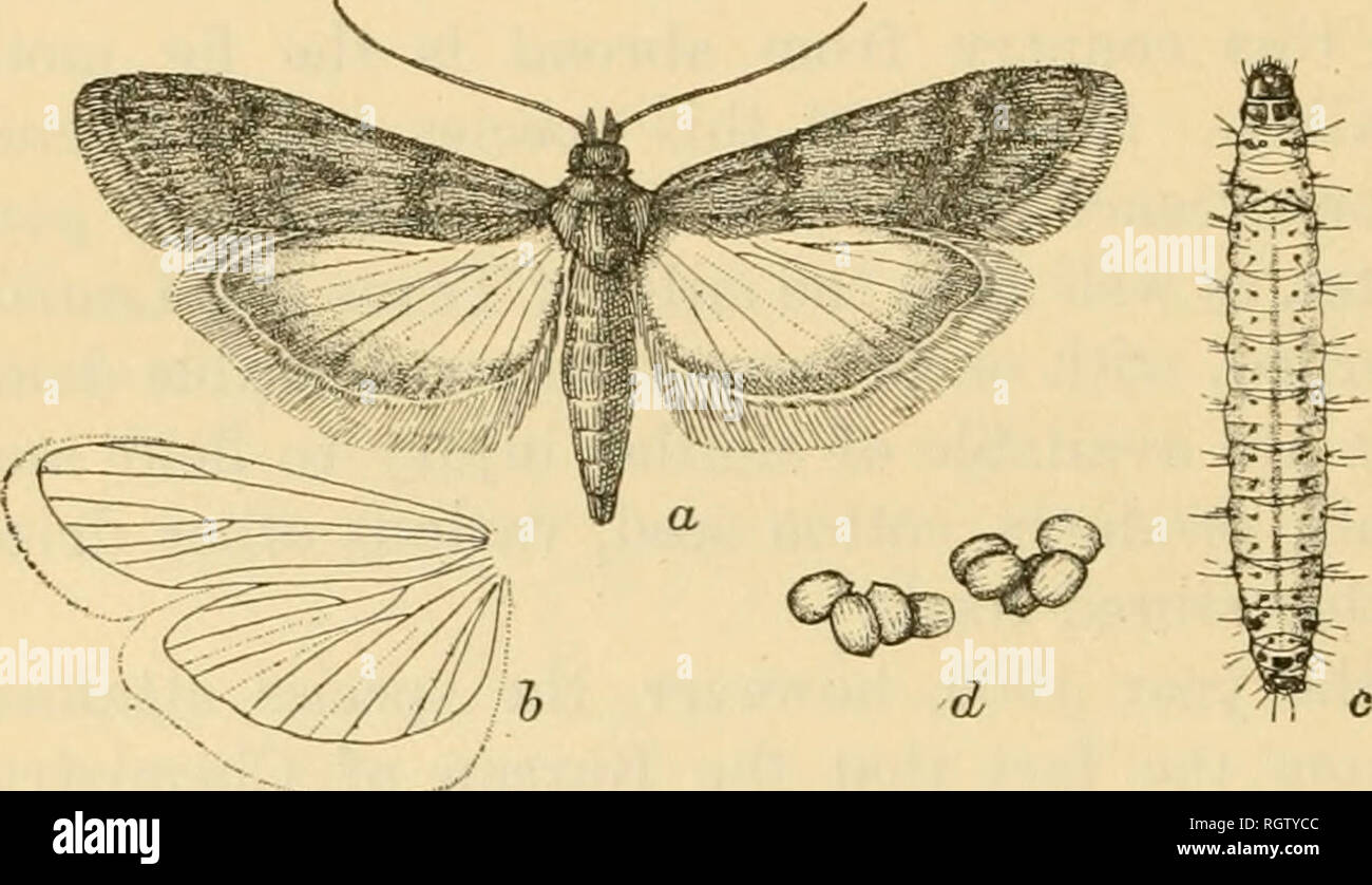 . Bulletin. Insects; Insect pests; Entomology; Insects; Insect pests