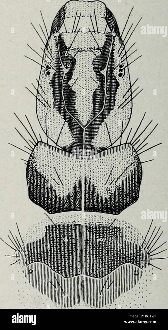 . Bulletin. Natural history; Natural history. Fig. 708.—Molanna musetta, hind wing. , A long furrow of black scales in hind wings, fig. 708 musetta, p. 207 No furrow of scales in hind wings. ... 3 , Lateral aspect of tenth tergite with a long, pointed, ventral process, fig. 705, and with a small dorsal lobe. tryphena, p. 207 Lateral aspect of tenth tergite rounded at apex and with a larger or less definite dorsal lobe, figs. 706, 707. 4 , Tenth tergite with large dorsal lobe and small ventral lobe, fig. 706. . uniophila, p. 206 Tenth tergite with small dorsal lobe and very long, truncate ventr Stock Photo