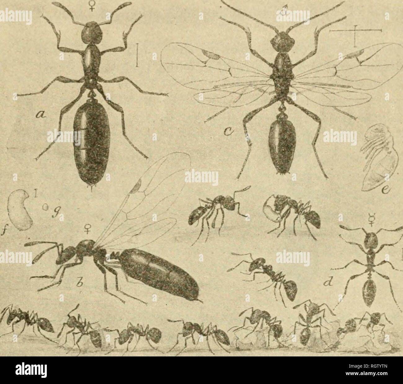 Albopilosus hi-res stock photography and images - Alamy