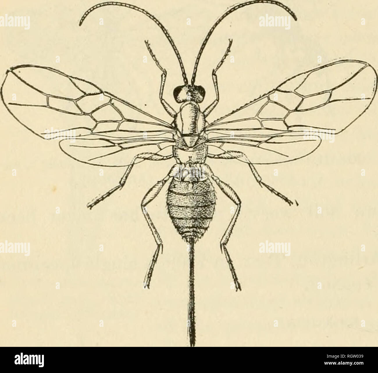 . Bulletin. Insects; Insect pests; Entomology; Insects; Insect pests ...