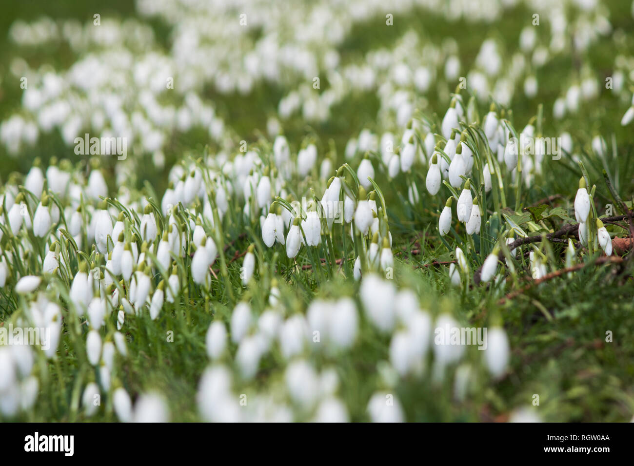 Snowdrops growing in the Holy Trinity Church grounds in Trinity Street in the centre of Coventry Stock Photo