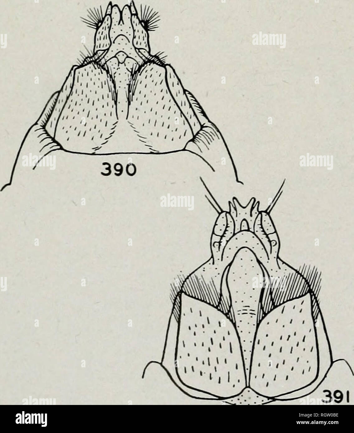 . Bulletin. Natural history; Natural history. Fig. 389.—Hydropsyche, female eighth sternite. A, scalaris; B, incommoda.. Fig. 390.—Hydropsyche scalaris, female gen- italia, ventral aspect. Fig. 391.—Cheumatopsyche campy la, female genitalia, ventral aspect. Clasper receptacle directed or curved dorsad or posterad, fig. 3S7E-I. . 47 46. Clasper receptacle narrow and trun- cate at tip, fig. 387C recurvata, p. 99 Clasper receptacle wider and rounded at tip, fig. 387D cheilonis, p. 98 47. Clasper receptacle long, the anterior side of its entrance channel with a long, overhanging flange, x, fig. 38 Stock Photo