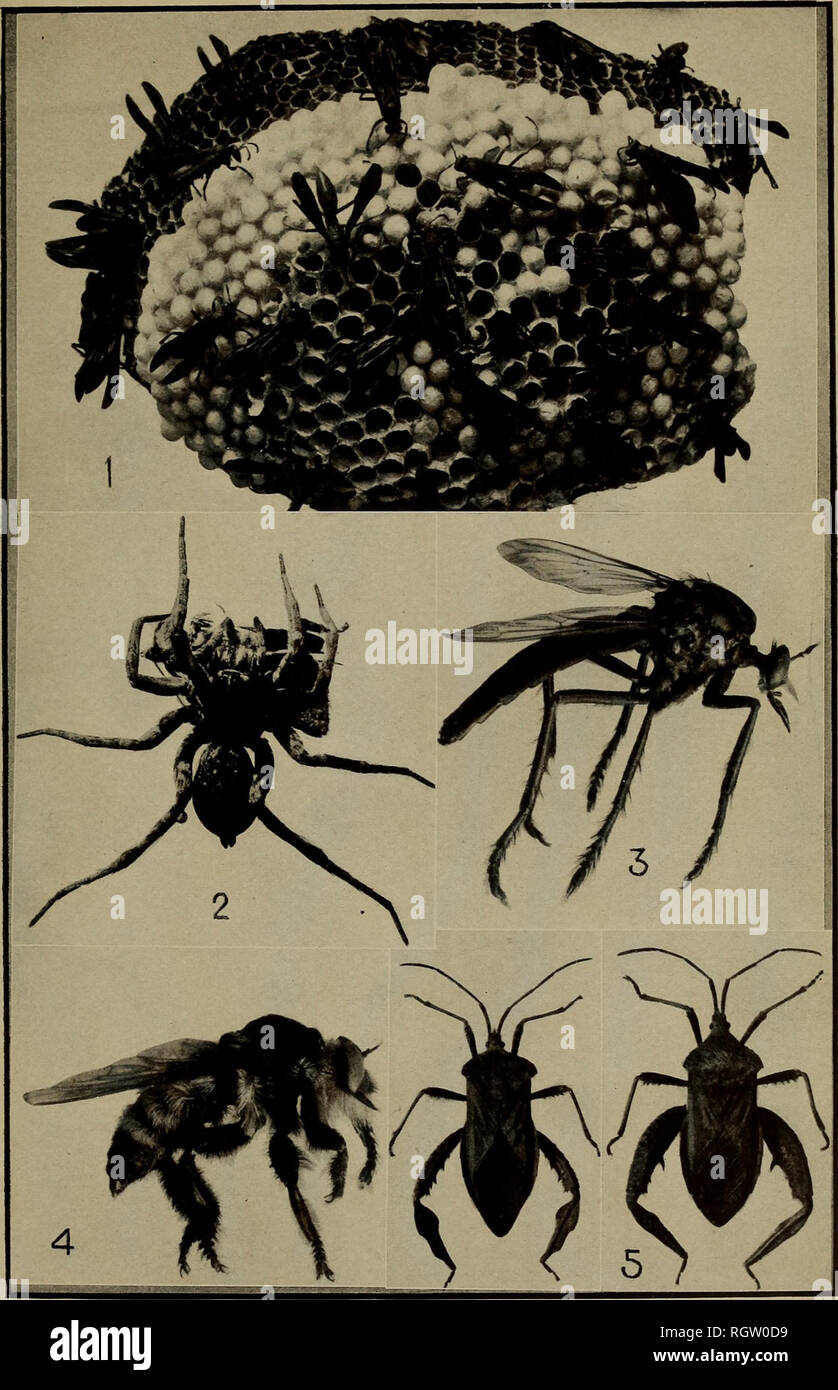 . Bulletin. Insects; Insect pests; Entomology; Insects; Insect pests ...