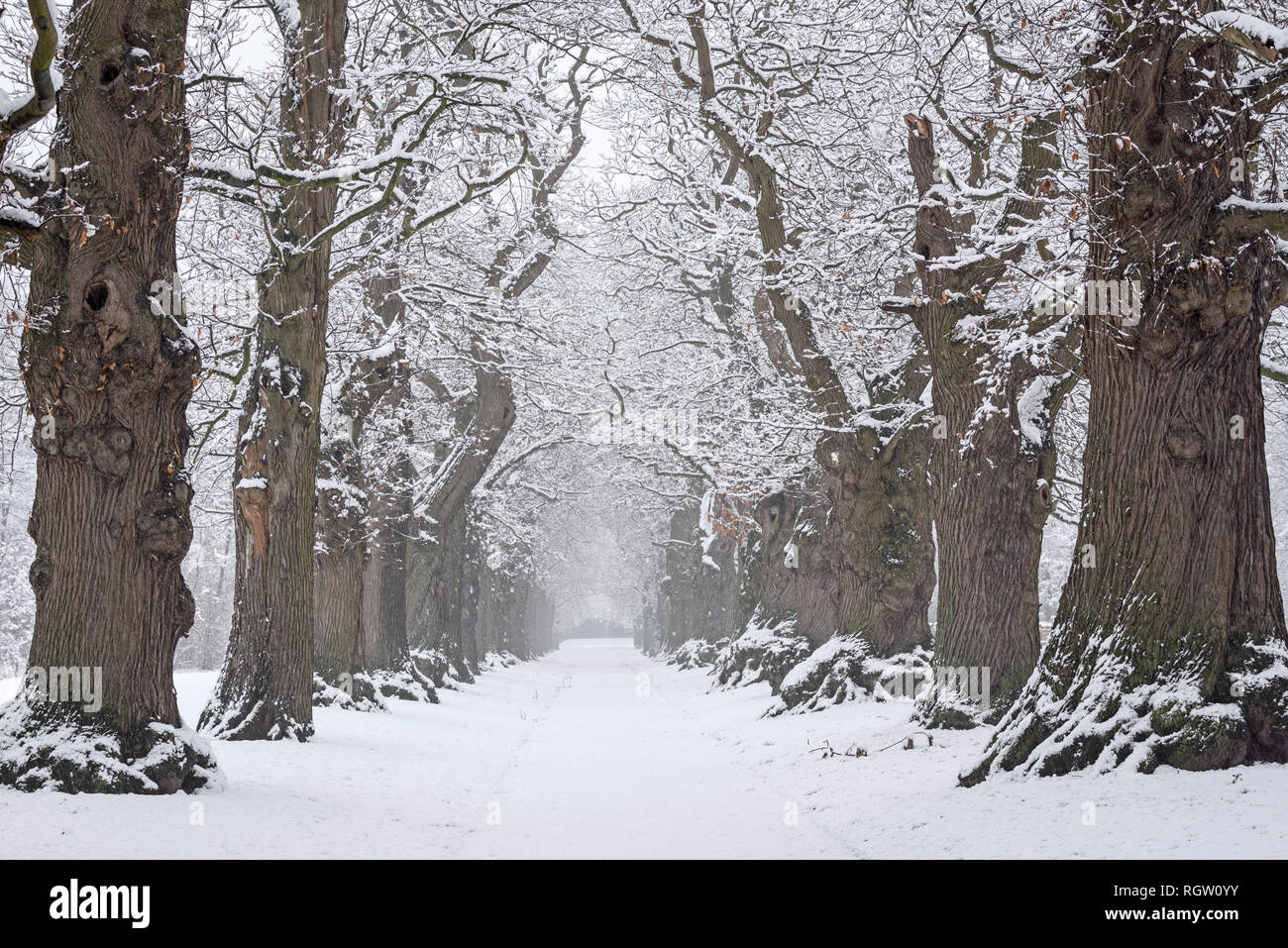 Country lane lined with 200 year old sweet chestnut trees (Castanea sativa) covered in snow during snowfall in winter Stock Photo