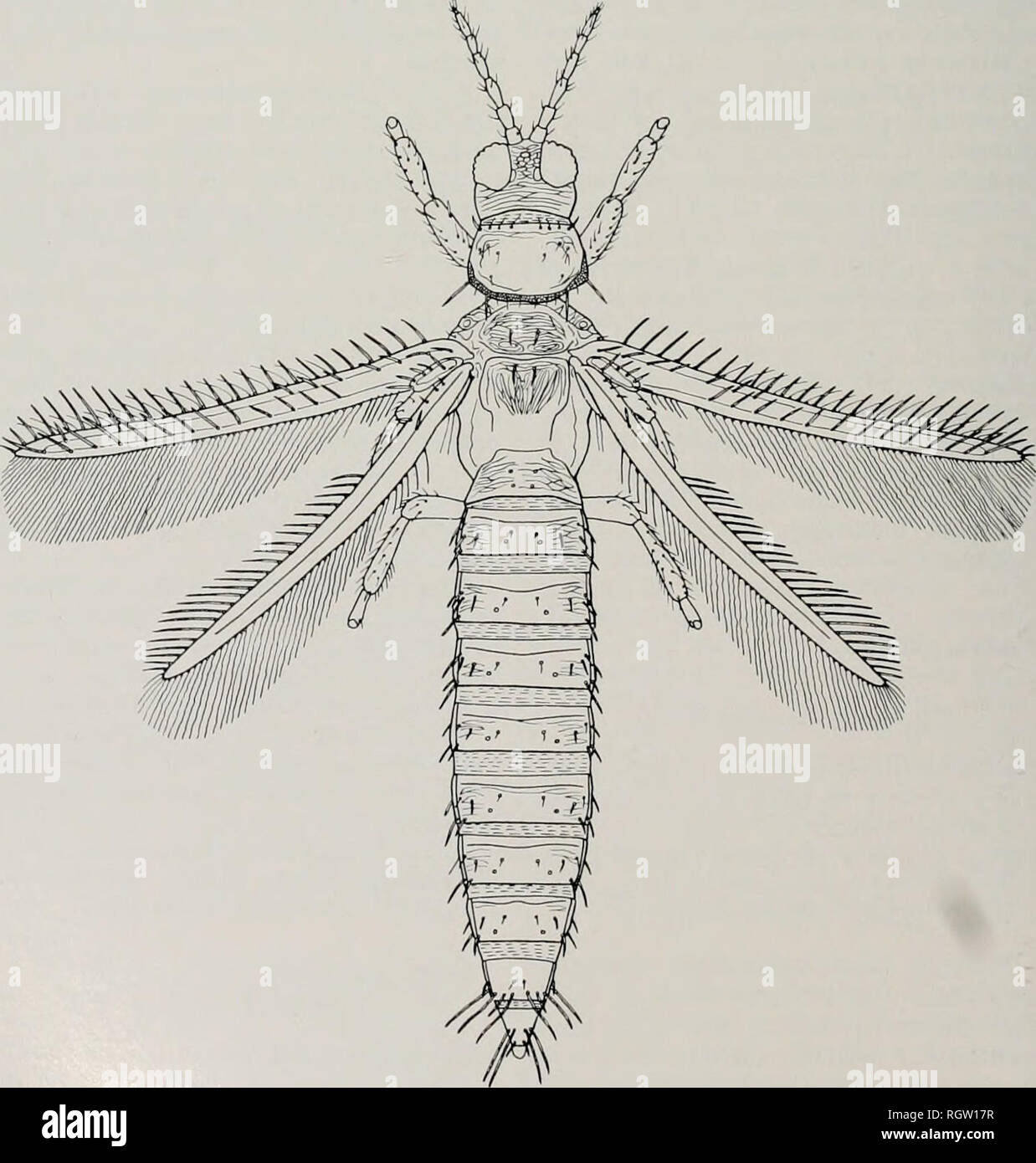 . Bulletin. Natural history; Natural history. 372 Illinois Natiirai. IlIST(lR^â SrRKv Iiui.ietin Vol. 29. Art. 4 Type-locality.âDenmark or Nor- way. Synonymized by Priesner (1925c). Thrips Havicornis Reuter, 0. M. (1878- 79:2i9). ? 9. Type-locality.âPar- gas (Parainen), Turku-Pori, Fin- land. Synonvmized bv Reuter (1899). Female (macropterous) (Fig. 140). âLength distended about 1.7 mm. General color dark brown. Antennal segments III-VII largely yellow, apex of segments IV-VI and all of VII brown. Fore tibiae, except at sides, and all tarsi yellow to yellow-brown. Fore wings nearly uniformly  Stock Photo