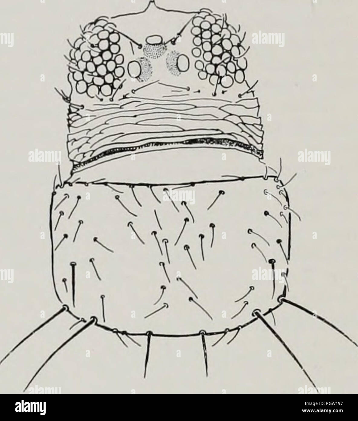 . Bulletin. Natural history; Natural history. :-f64 Illinois Natuk.m. History Sukvf.v Bulletin Vol. 29, Art. 4. Fig 1^8.—Taeniothrips pulgatissimus, head and prothorax. From O'Neill &amp; Bigelow (1964). VII with a small oval glandular area (Fig. 133). Abdominal tergite VIII without posterior comb of setae. Seemingly this is a species with an enormous natural range. It has been found in northern, western, and mid- dle Europe (Priesner 19266) and m much of temperate North America. As might be expected in a species of extensive distribution throughout which it is subjected to varied ecologi- cal Stock Photo