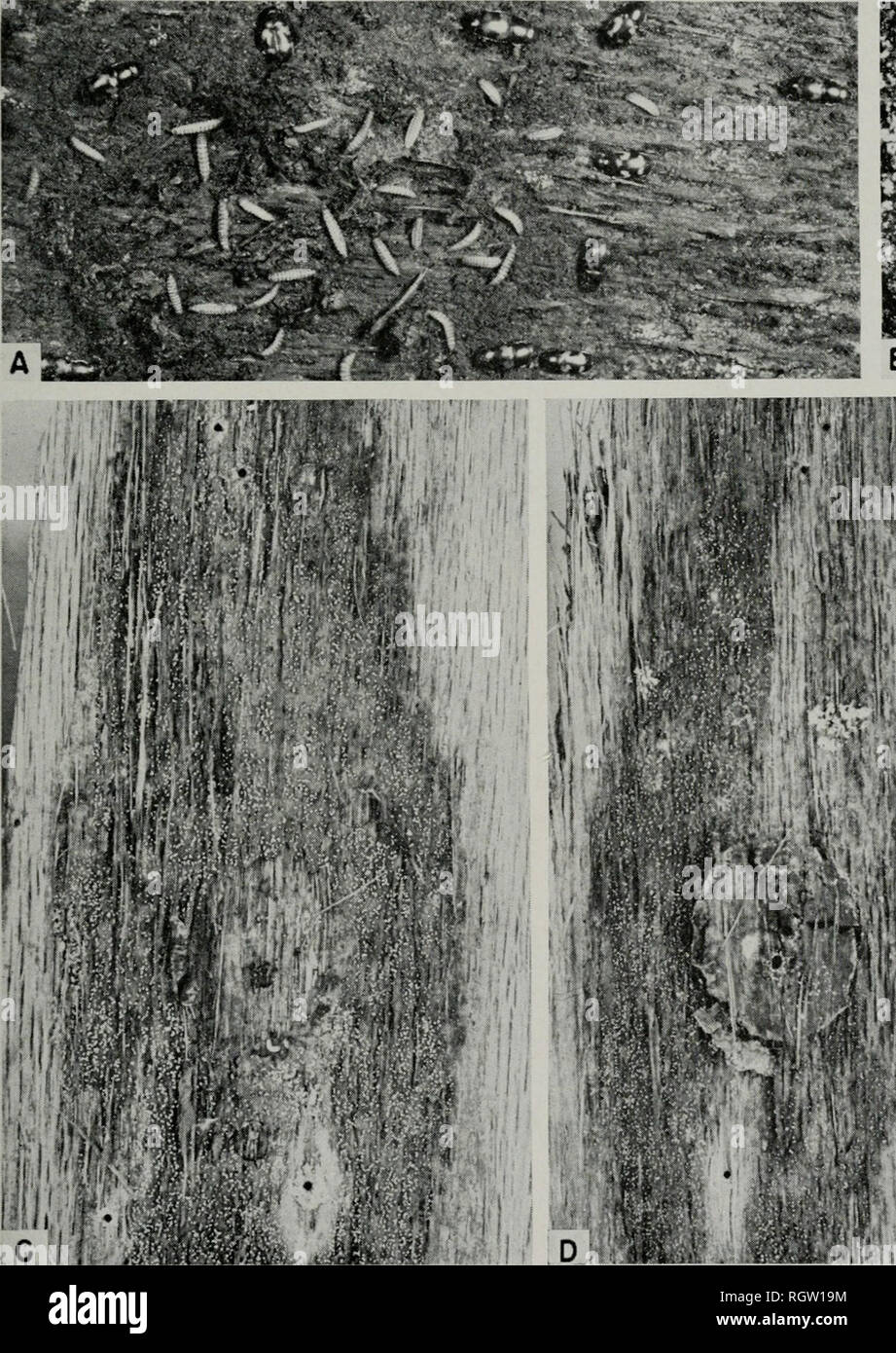 . Bulletin. Natural history; Natural history. June, 1955 Curl: Oak Wilt Ixocula 307 melanogaster, which, like the Nitidulidae, is attracted to mycelial mats of the oak wilt fungus and to bleeding wounds on healthy oak trees, might be a vector of oak wilt. In the study reported here, many other insects were found to be asso- ciated with naturally occurring fungus mats. From October, 1952, through July, 1953, at least 40 species of insects belong- ing to at least ZZ genera of 19 families (exclusive of Collembola) were collected from mycelial mats on wilt-killed oak trees in Illinois, tables 13 a Stock Photo
