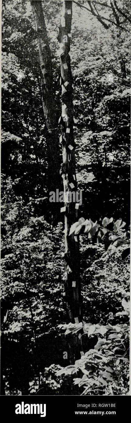 . Bulletin. Natural history; Natural history. June, 1955 Curl: Oak Wilt Inocula 301 decline, while the wood was still green and the bark very tight. The other trees had already started to produce mats be- fore they were cut. Tree H-4 did not produce mats at any time. The bark loosened very slowly, and the fungus odor could never be detected in the wood. Tree P-6 did not produce mats until late in March, 1953, 5 months after it had been felled. Thirteen large mats were found on this tree up to May 5, after which no new mats were found. Twenty mats were found on tree R-8 at the time of cutting,  Stock Photo