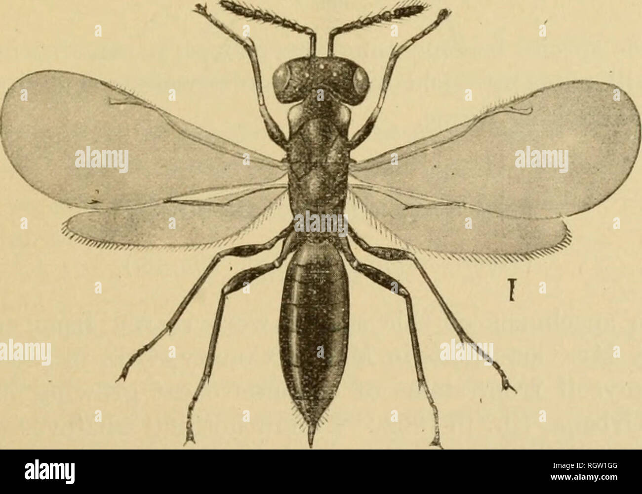 . Bulletin. Insects; Insect pests; Entomology; Insects; Insect pests ...