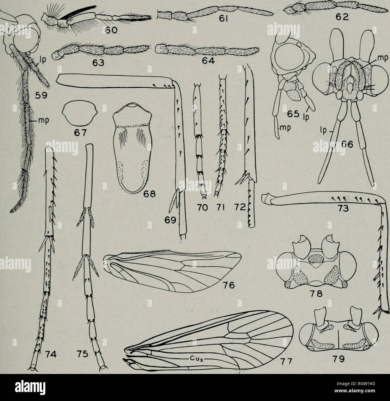 . Bulletin. Natural history; Natural history. August, 1944 Ross: Caddis Flies of Illinois 27 81-90. Includes a size range of 5 to 40 mm 2 2. Ocelli present, fig. 21 3 Ocelli absent 8 3. Maxillary palpi 3-segmented, fig. 65. cf Limnephilidae, p. 176 Maxillary palpi 4- or 5-segmented. ... 4 4. Maxillary palpi 4-segmented, fig. 64. cf Phryganeidae, p. 161 Maxillary palpi 5-segmented, fig. 63. 5 5. Maxillary palpi with fifth segment two or three times as long as fourth, fig. 61 Philopotamidae, p. 44 Maxillary palpi with fifth segment not. Fig. 59.— Triaenodes tarda cf, head; Ip, labial palpus; mp, Stock Photo