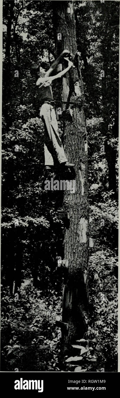 . Bulletin. Natural history; Natural history. Tune, 1955 Curl: Oak Wilt Inocula 281. Fig. 1.—Examining a wilt-killed oak tree for mycelial mats. loose, and the condition of the wood ap- peared to be slightly bejond the optimum for mat development. These trees had wilted early in June. Examination of Trees Both standing and felled trees were studied. Five trees, four red oaks and one black oak, were felled to determine the ability of the fungus to fruit on felled tim- ber. The remaining 25 trees were left standing so that a study might he made of their natural decline and the development and de Stock Photo