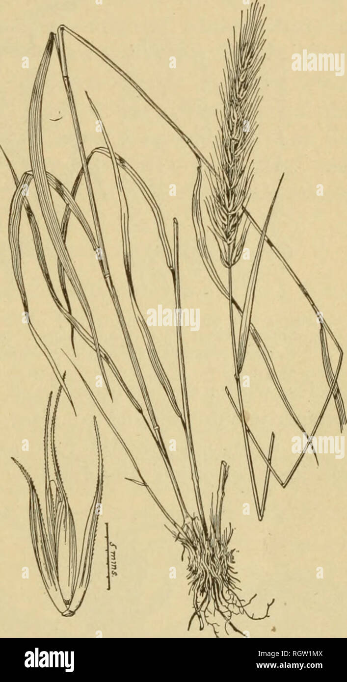 . Bulletin. Insects; Insect pests; Entomology; Insects; Insect pests; Entomology. 13 Under much the .same conditions I have reared the greatest nmiibers of joint-worm flies, at present known as Isowma tritlcl Fitch, from the Virginia r^^e grass {Elymus virginlcus^ fig. 2). In this case the grass from which I secured these insects in greatest profusion came from the most neglected roadsides. In the vicinity of the cit}' of Urbana, 111., I secured material from two localities, one quite near the resident quarter, where the city government required the mowing off of weeds and grasses, conuuencing Stock Photo
