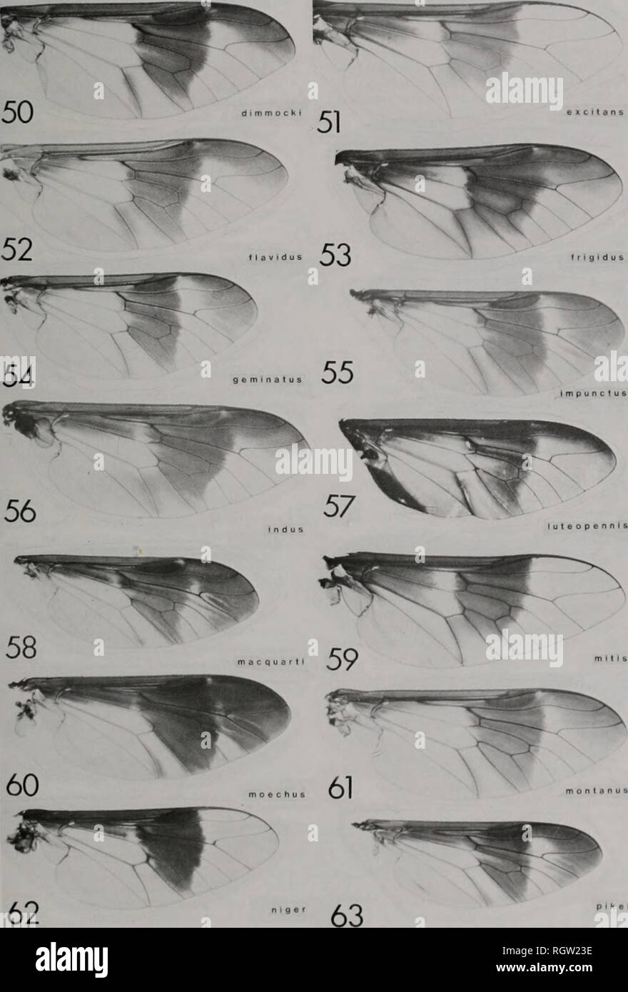 . Bulletin. Natural history; Natural history. April 1983 Pechuman, Webb, &amp; Teskev: Diitera of Illinois—Tabanidae 25. Fig. 50-63-Wing patterns. 50. Chrysops dimmockl. 51. C. excitans. 52 C. flavldus. 53^ C. frlgldus. 54. C. geminatus. 55. C. impunctus. 56 C. Indus. 57. C. luteopennls. 58 C. macquartl. 59. C. mills. 60. C. moechus. 61. C. montanus. 62 C. niger. 63 C. pikei.. Please note that these images are extracted from scanned page images that may have been digitally enhanced for readability - coloration and appearance of these illustrations may not perfectly resemble the original work.. Stock Photo