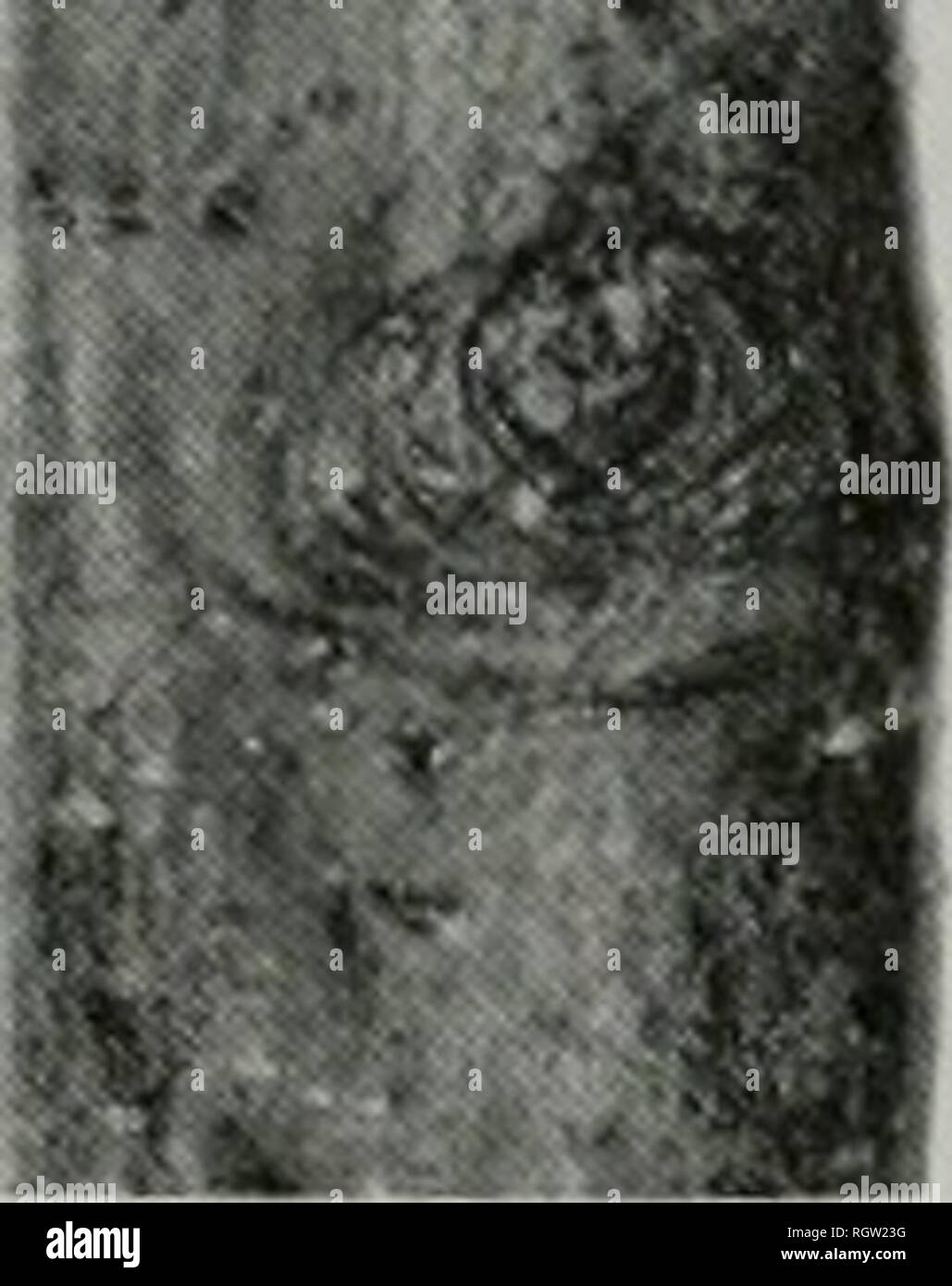 . Bulletin. Natural history; Natural history. Fig. 12.—Portion of a stroma o( Cylospora. The erumpent appearance of the stroma is shown in vertical section. The black stromatic tissue with its locules and spores is embedded in the cankerous host tissue. X 5.S. ^ d. Fig. 11.— Cytospora canker and dieback on black oak. Only a few scattered, erumptnt stromata are present in the light to dark brown, sunken, diseased region. The border ot this region is made conspicuous by the contrast in color of the living and diseased bark and by the shrunken appearance of the diseased bark. X 1.. Please note t Stock Photo